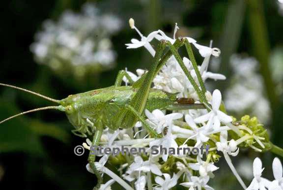 katydid on dictamnus graphic
